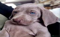 Weimaraner dogs for sale: KC reg Weimaraner pups - Image 1