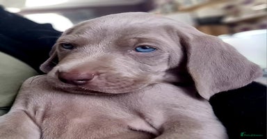 Weimaraner dogs - Advert 6