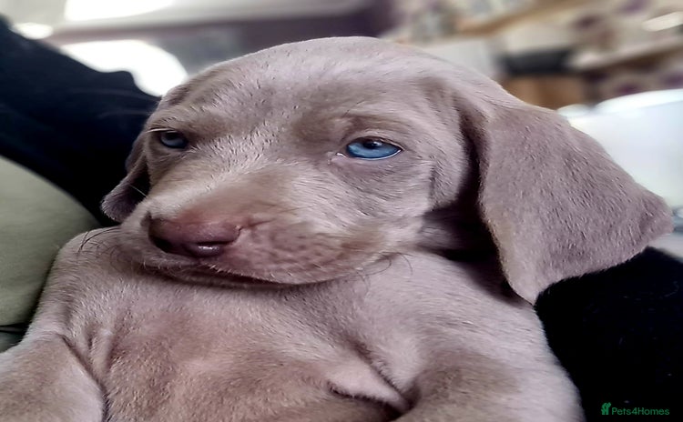 Weimaraner dogs - Advert 1