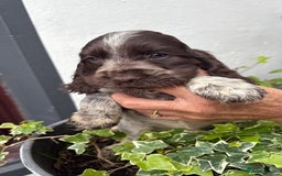Cocker Spaniel dogs for sale: Show cocker spaniels  - Image 24