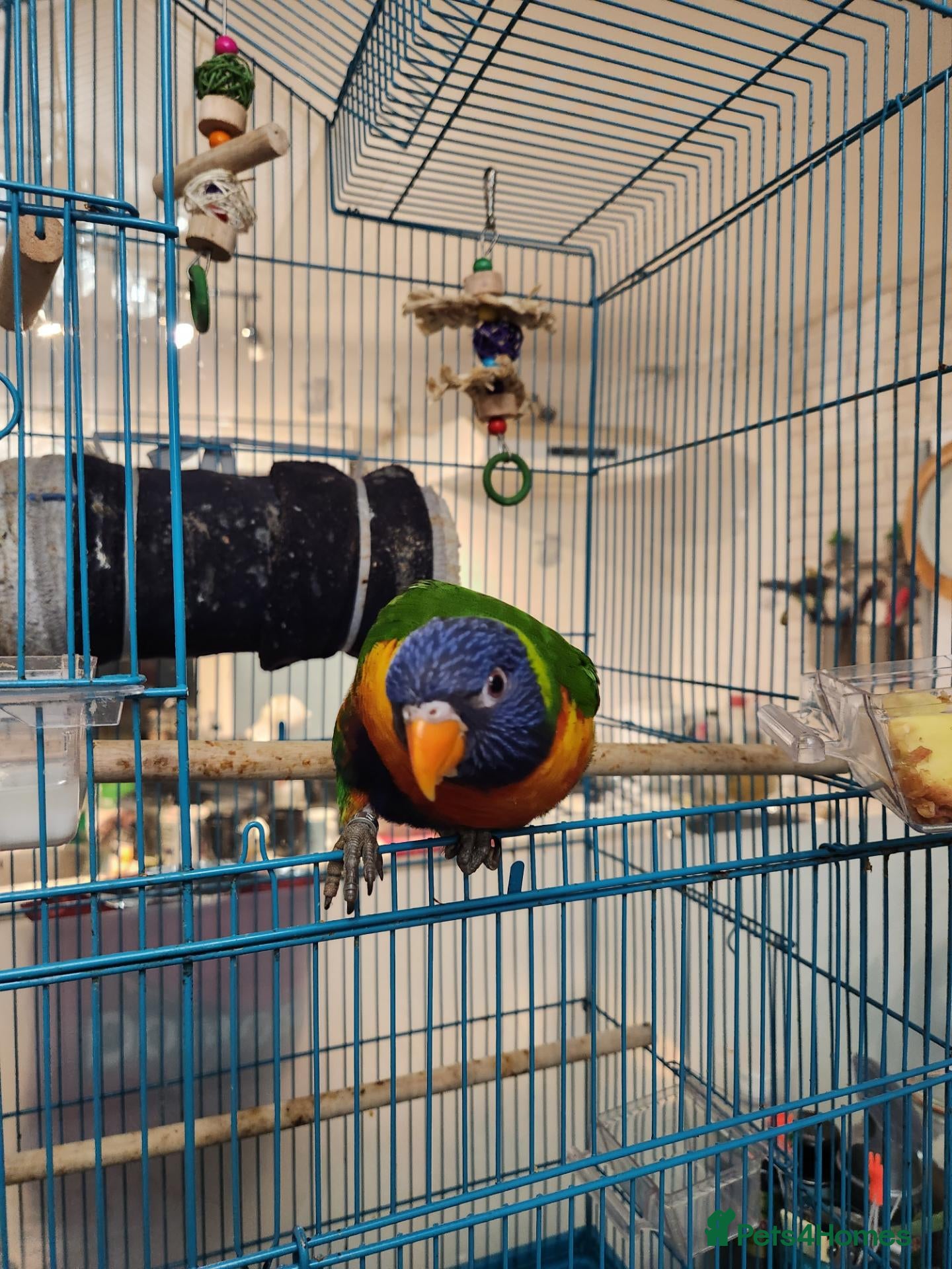 Lorikeets birds for sale: Talking Lorikeet – Looking for a Loving Home - Advert 2
