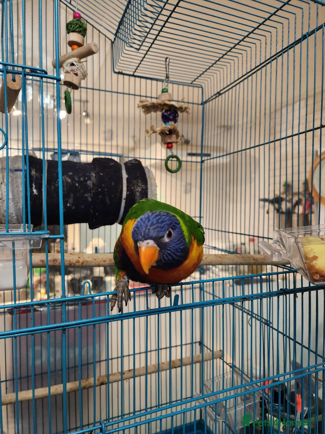 Lorikeets birds for sale: Talking Lorikeet – Looking for a Loving Home - Advert 2