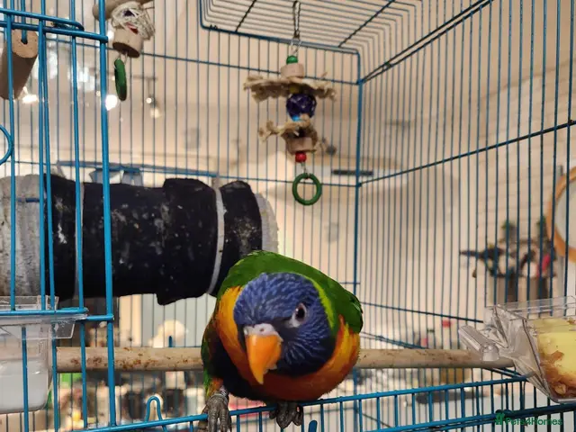Lorikeets birds for sale: Talking Lorikeet – Looking for a Loving Home - Advert 2