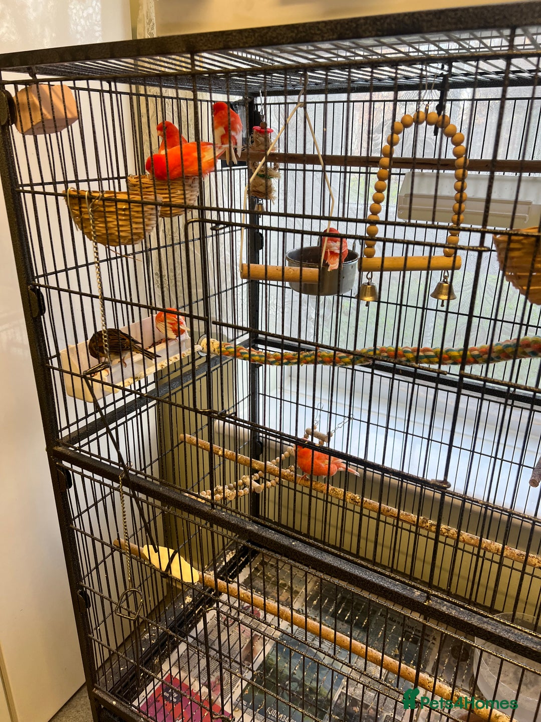 Canaries birds for sale: Varied Canaries for sale (Mostly Red Factors) - Advert 1