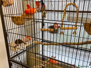 Canaries birds Varied Canaries for sale (Mostly Red Factors) - Advert 1