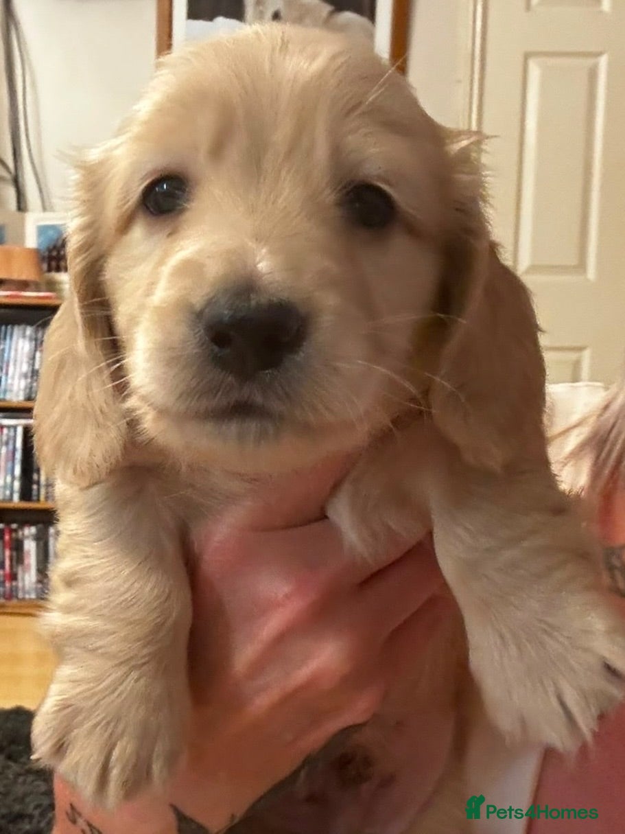 Miniature Dachshund dogs KC REG Miniature LH Dachshund puppies for sale  - Advert 1