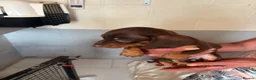 Dachshund dogs for sale: Dachshund puppies - Advert 2