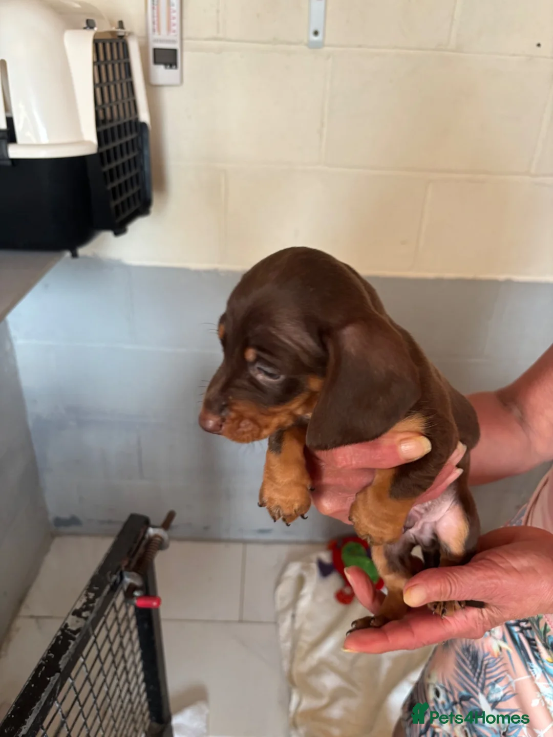 Dachshund dogs for sale: Dachshund puppies - Advert 2