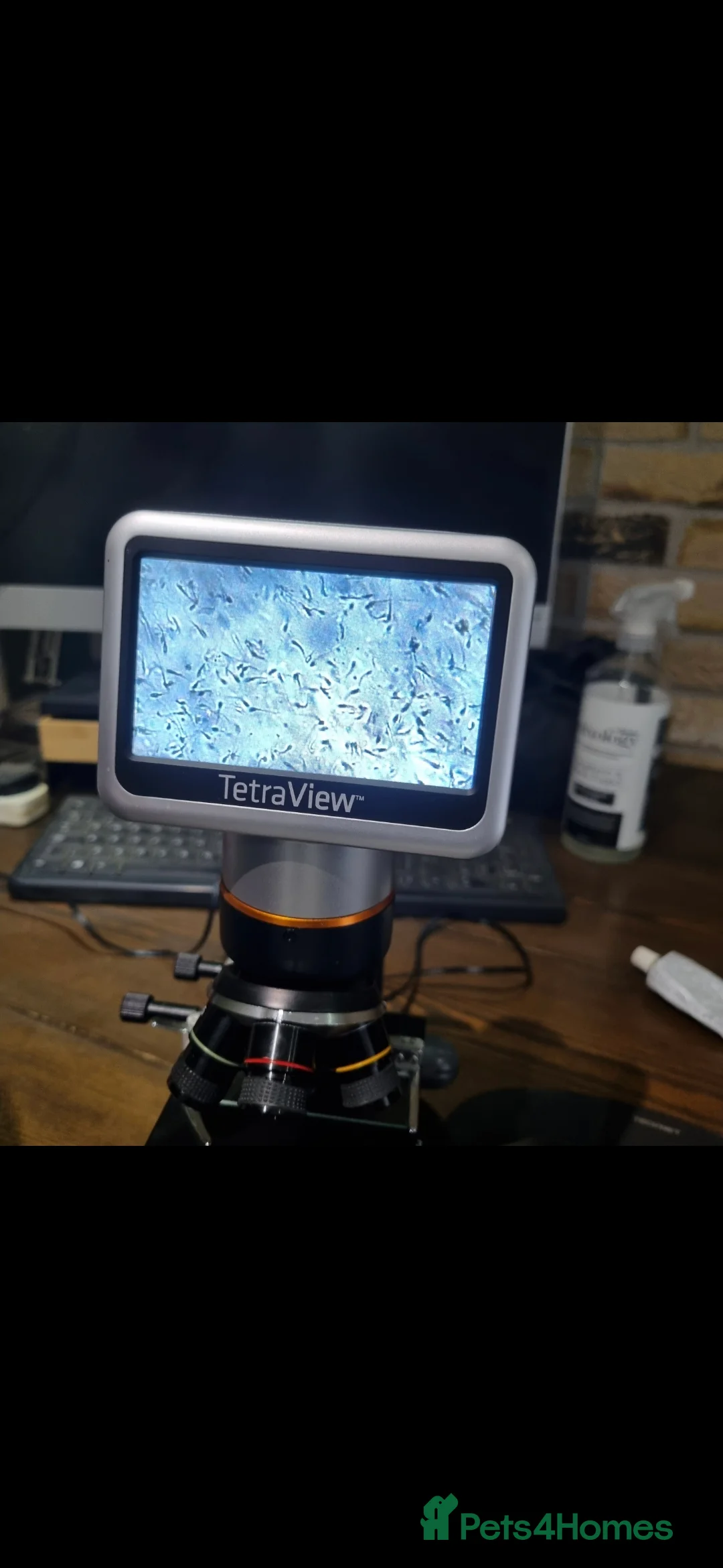 Cocker Spaniel dogs for stud: Show cocker spaniel stud in Brentwood - Advert 8