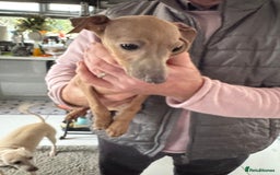 Italian Greyhound dogs for sale: Cream and fawn collection of autumn beauties  - Advert 16