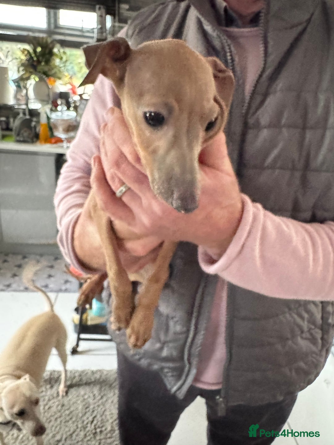 Italian Greyhound dogs for sale: Cream and fawn collection of autumn beauties  - Advert 16