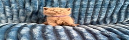 British Shorthair cats for sale: british shorthair kittens  - Advert 21