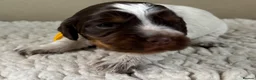 Cocker Spaniel dogs for sale: KC reg Cocker Spaniel puppies - Advert 7