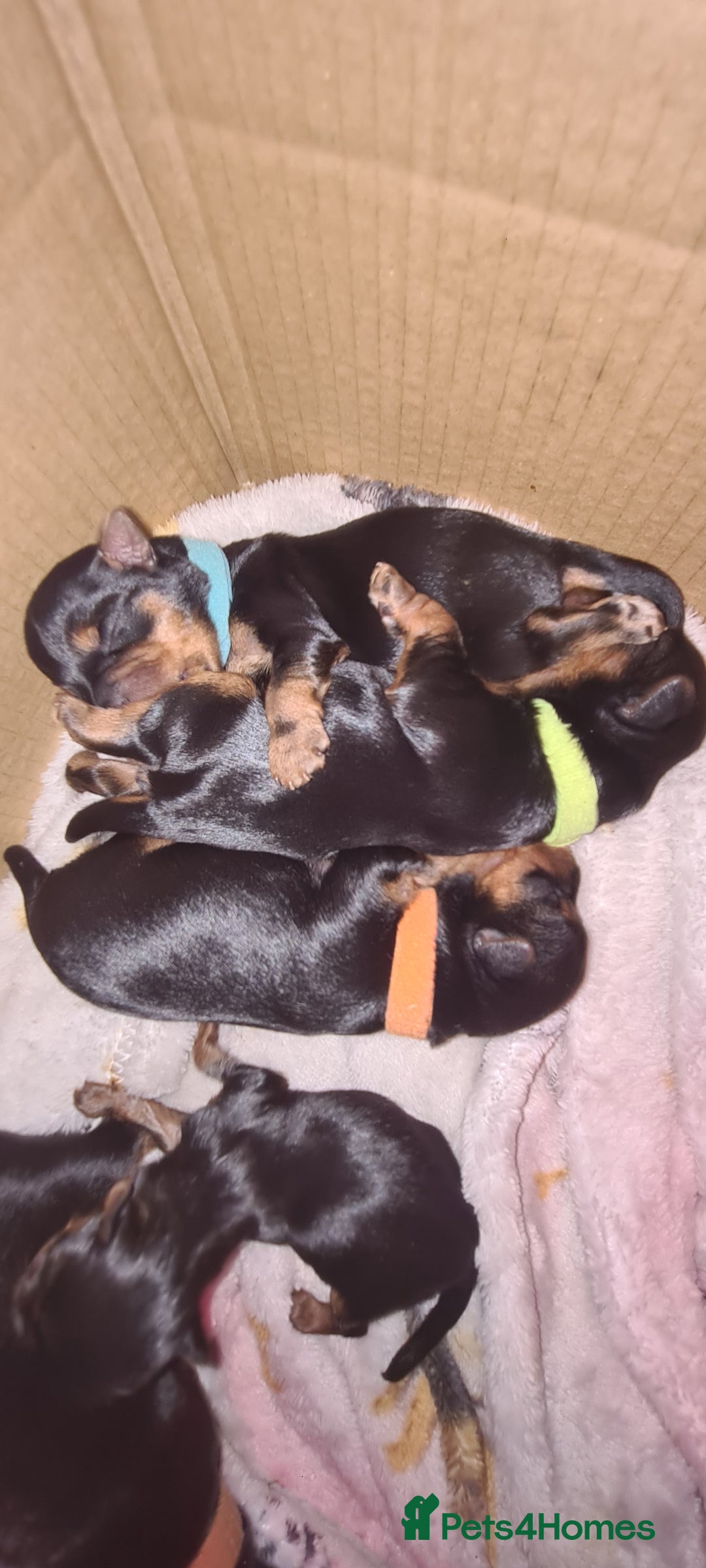 Yorkshire Terrier dogs for sale: Tiny beautiful Yorkshire Terrier - Image 13