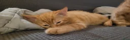 Mixed Breed cats for sale: Five Gorgeous Kittens Available! - Advert 29
