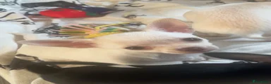 Bertha