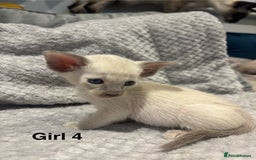 Siamese cats for sale: ✨Gorgeous GCCF registered kittens✨ - Image 19