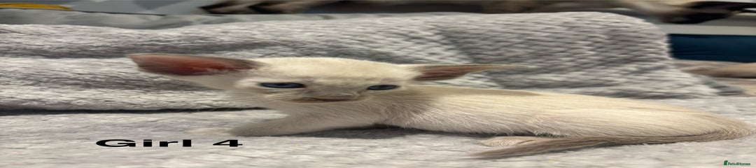 Siamese Kitten 7