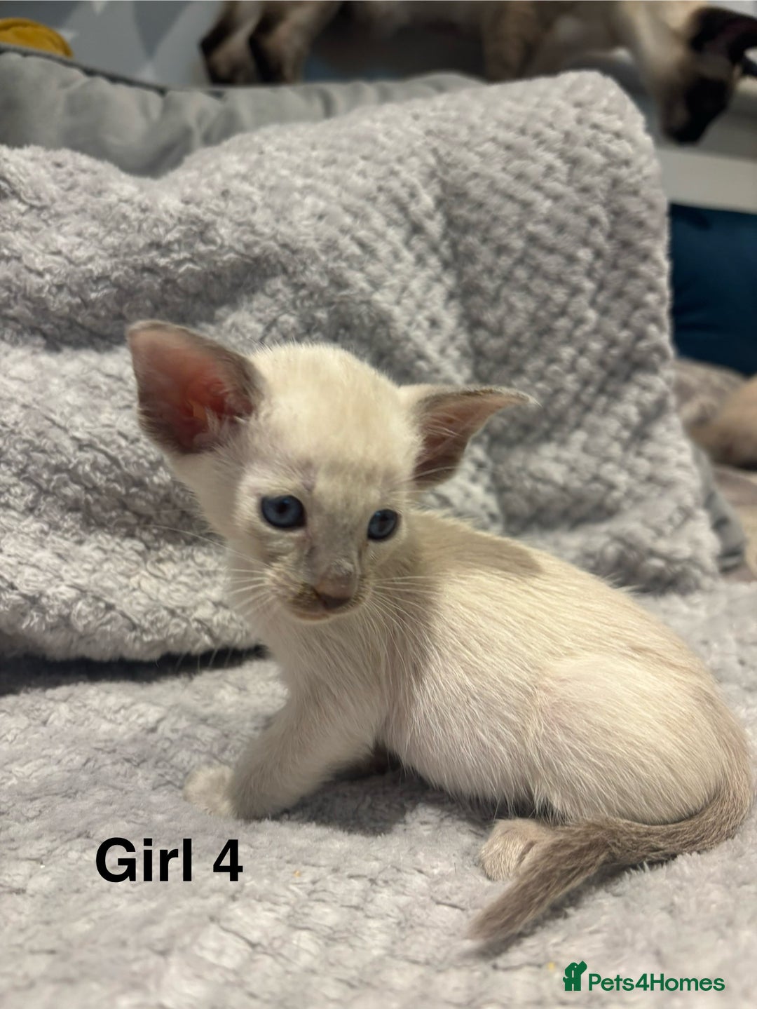 Siamese cats for sale: ✨Gorgeous GCCF registered kittens✨ - Image 19
