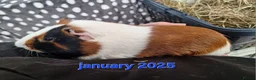 Guinea Pig rodents for sale: Rescue guinea pigs - Advert 1