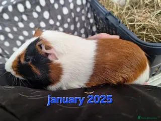 Guinea Pig rodents Rescue guinea pigs - Advert 2