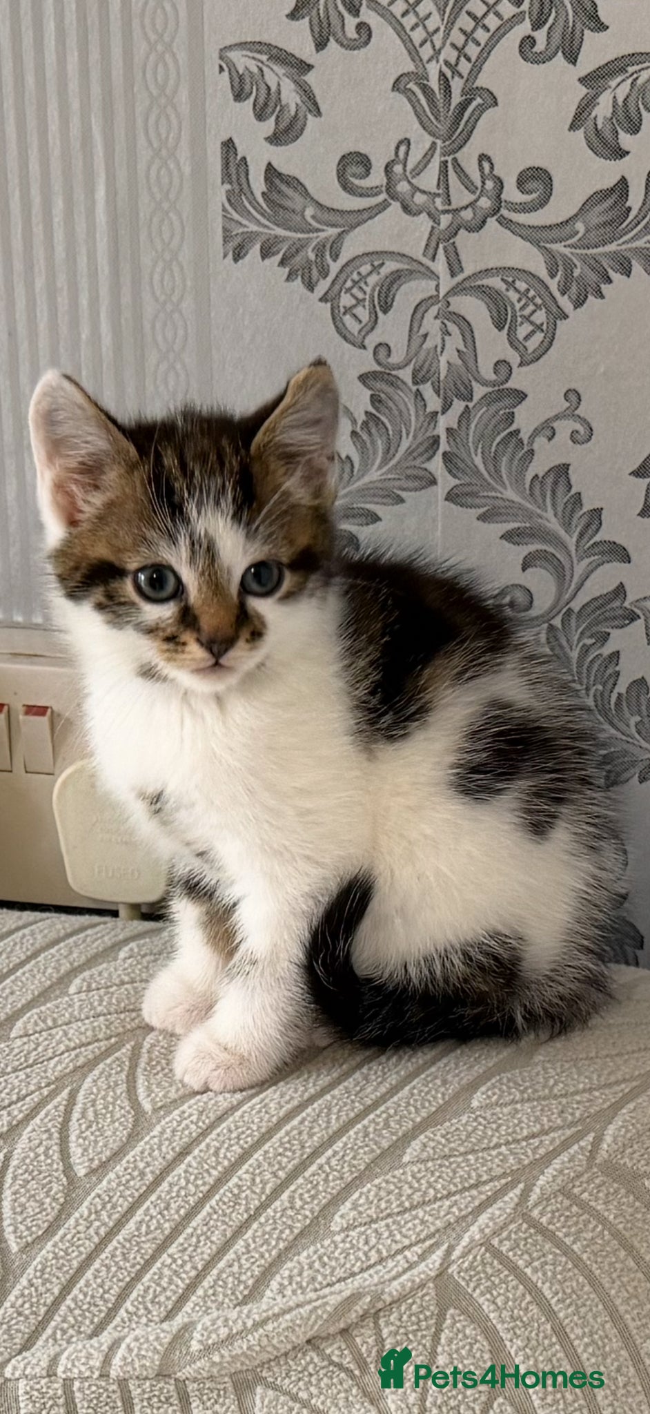 Mixed Breed cats 3 beautiful kittens - Advert 3