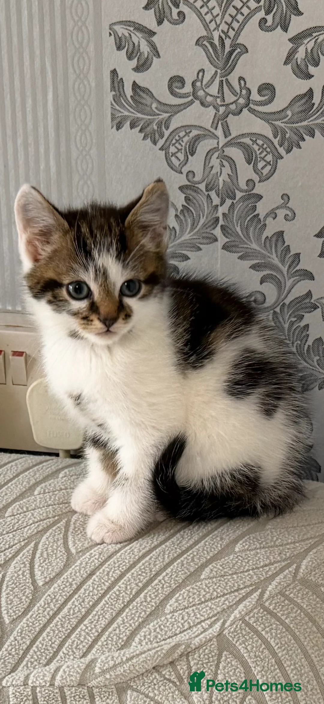 Mixed Breed cats for sale: 3 beautiful kittens in Basildon - Advert 1