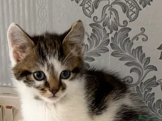 Mixed Breed cats 3 beautiful kittens - Advert 4