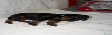 Dobermann Puppy 5