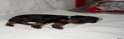 Dobermann dogs for sale: 1 Beautiful Female Doberman Puppy  - Advert 10