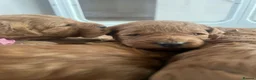 Cockapoo dogs for sale: Beautiful cockapoo puppies - Advert 8