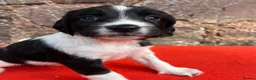 English Springer Spaniel dogs for sale: With an OFF SWITCH springers - Advert 10