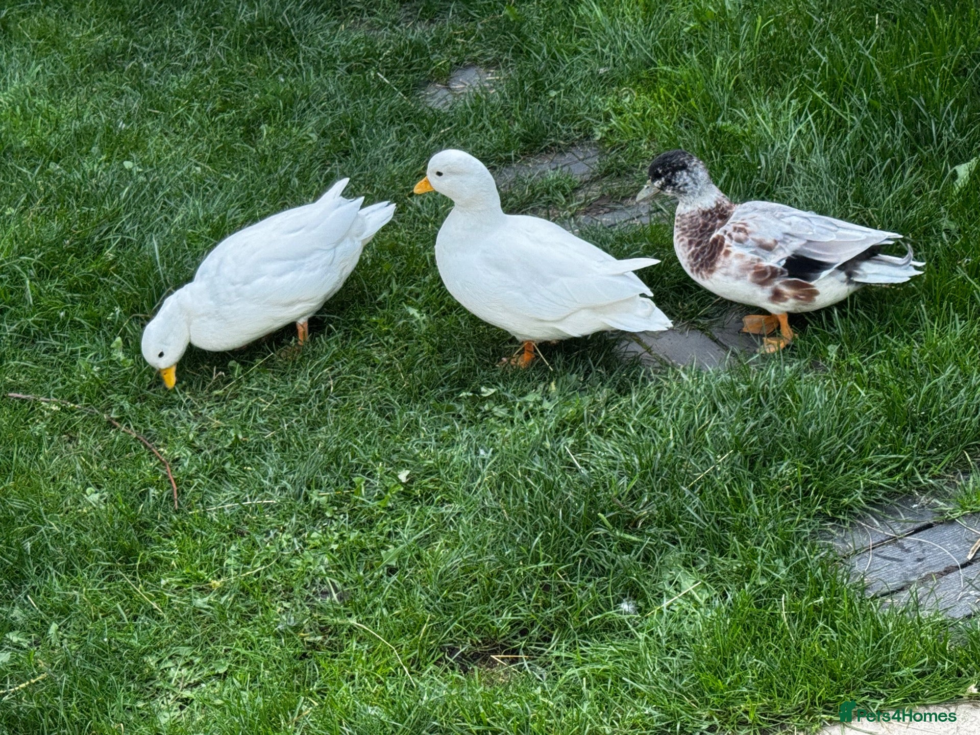 Ducks poultry Male Call ducks  - Advert 5