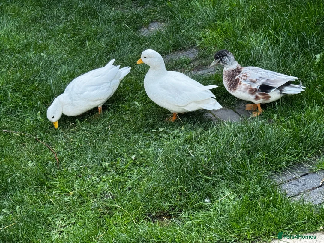 Ducks poultry for sale: Male Call ducks  - Advert 1
