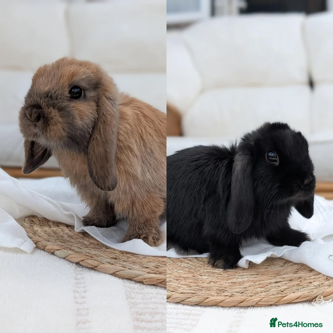 Mini Lop rabbits for sale: Mini lop sisters looking for their forever home🩷 - Advert 1