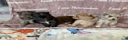 Pomeranian dogs for sale: 100% Pomeranian🧬DNA&HEALTH TESTED!  - Advert 5