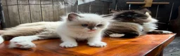Ragdoll cats for sale: Purebred Ragdoll kittens - Advert 4