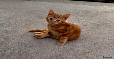 Mixed Breed cats - Advert 16