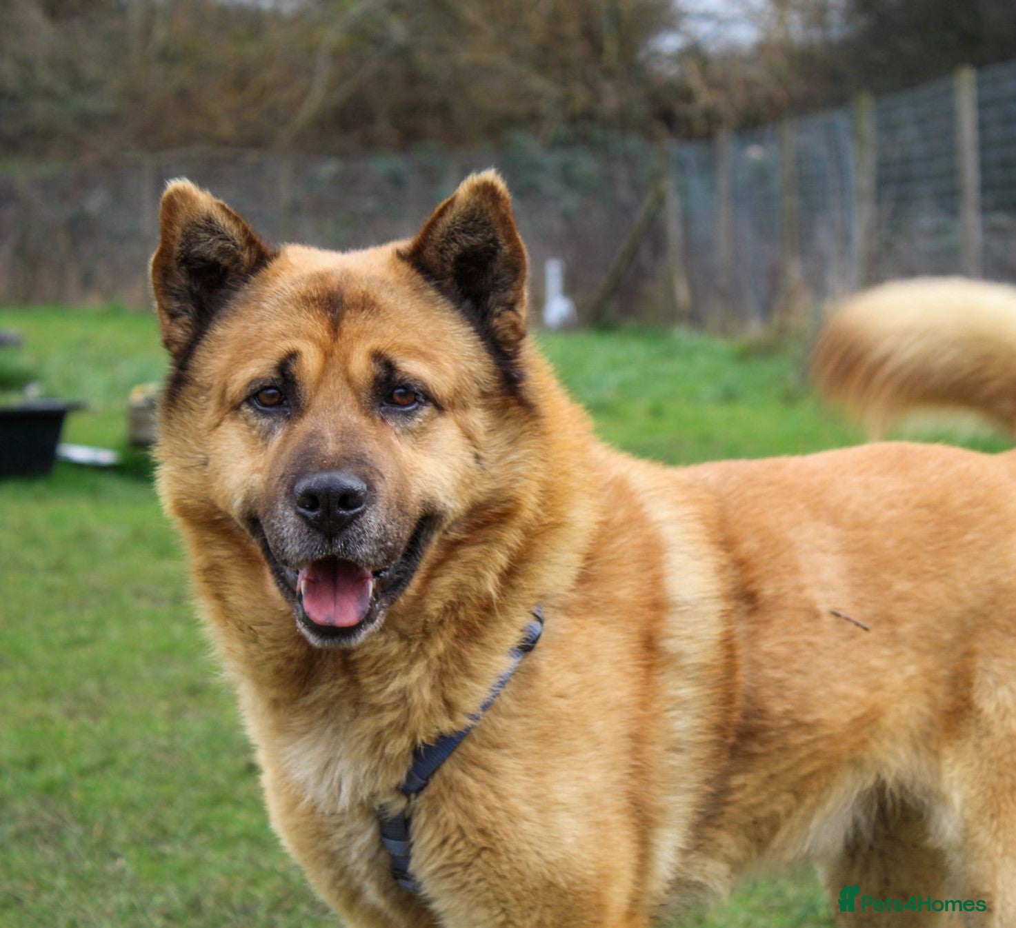 Mixed Breed dogs Kenji is in need of his forever home!  - Advert 16