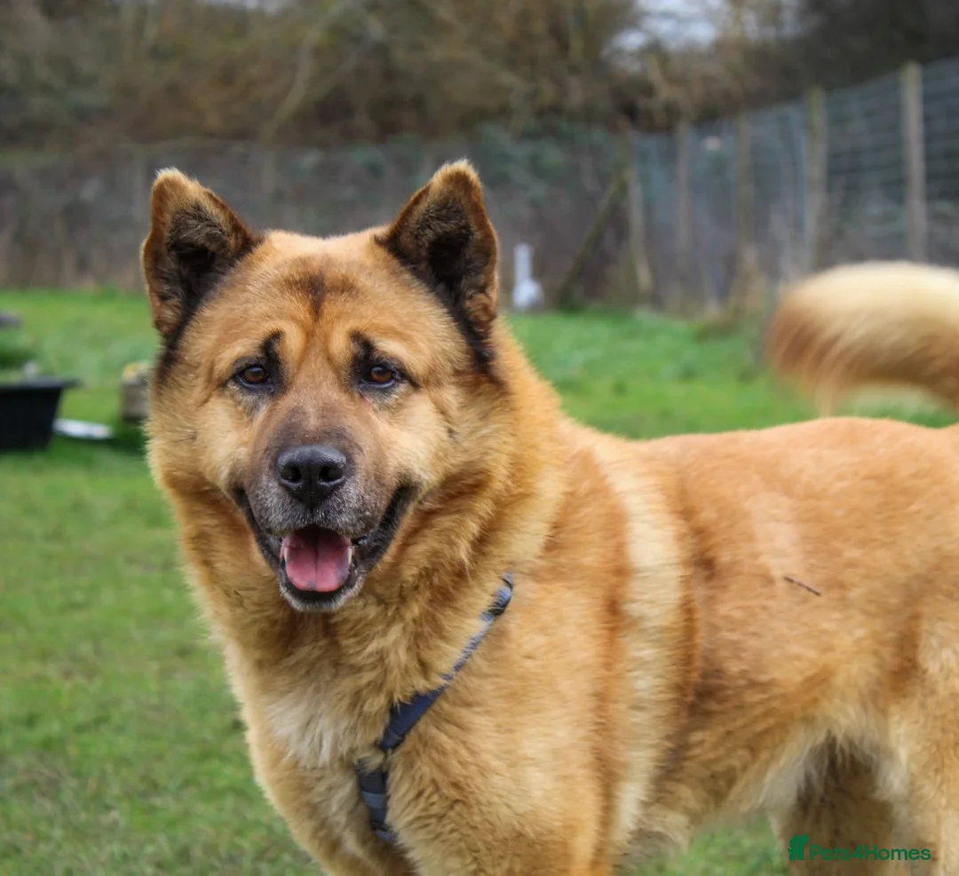 Mixed Breed dogs for adoption: Kenji is in need of his forever home!  - Advert 1
