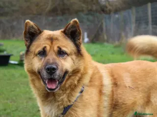 Mixed Breed dogs Kenji is in need of his forever home! - Advert 12