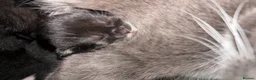 British Shorthair cats for sale: BEAUTIFUL CUTE KITTENS delivery available ! - Advert 24