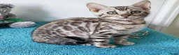 Bengal cats for sale: Bengal Rosette Girl Kitten - Advert 1