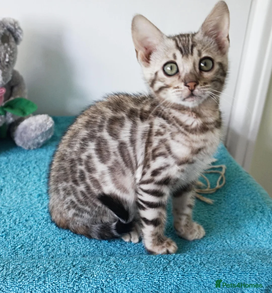 Bengal cats for sale: Bengal Rosette Girl Kitten - Advert 1