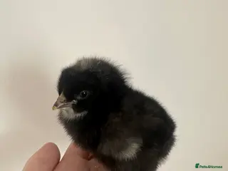 Chickens poultry Barred Plymouth Rock hatching eggs - Advert 13