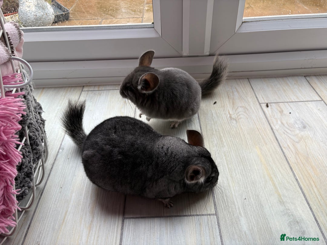Chinchilla rodents for sale: Pair of Young Female Chinchillas - Image 2