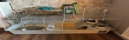 Lionhead rabbits for sale: Lionhead lops  - Advert 7