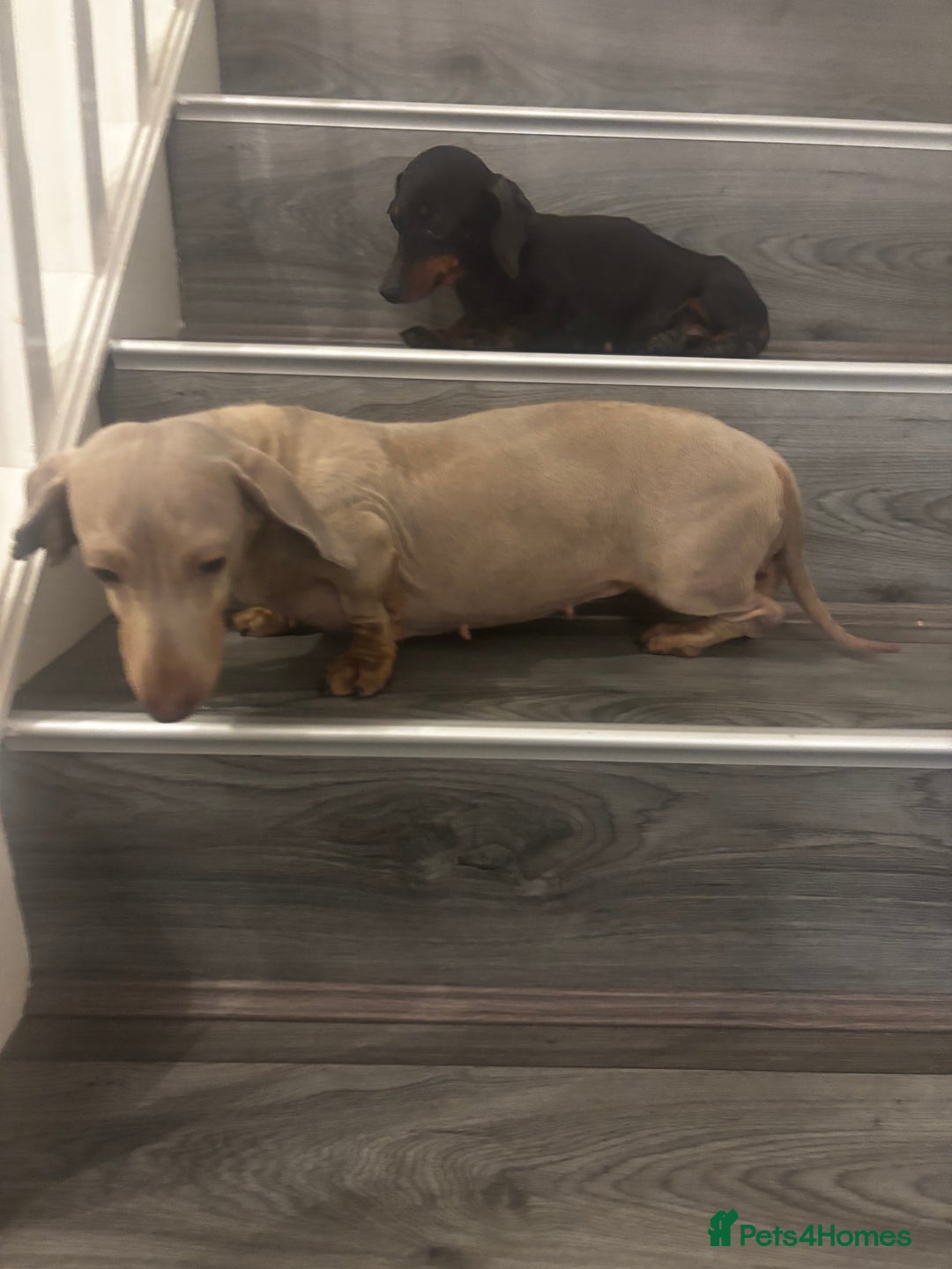 Miniature Dachshund dogs for sale: 2x ADT miniature dachshunds - Advert 2