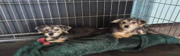 Jackapoo dogs for sale: 2 Jackapoo puppies last 2 of litter of 5 in March - Advert 2