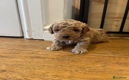 Cavapoo dogs for sale: Cavapoo Puppies for Sale - Image 30